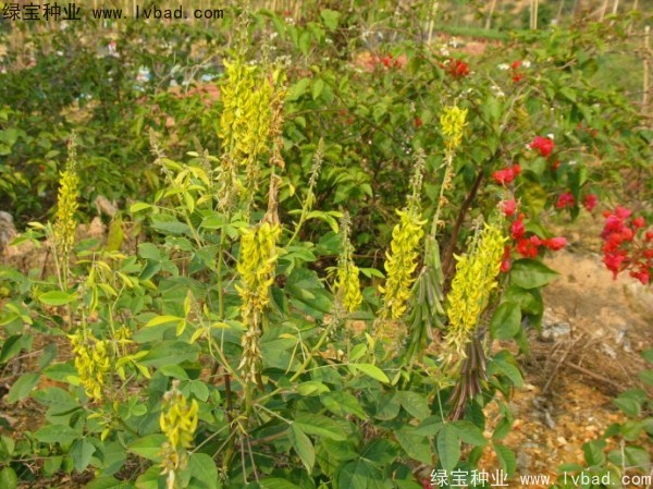 <a href='https://www.lvbad.com/linmuzhongzi/22484.html' target='_blank'>猪屎豆种子</a>