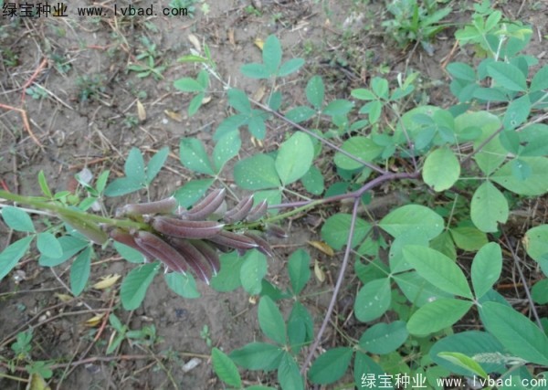 <a href='https://www.lvbad.com/linmuzhongzi/22484.html' target='_blank'>猪屎豆</a><a href='https://www.lvbad.com/' target='_blank'>种子</a>