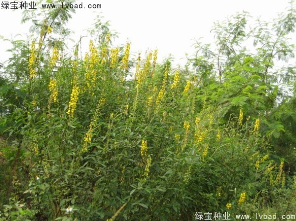猪屎豆种子