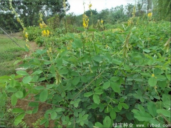 <a href='https://www.lvbad.com/linmuzhongzi/22484.html' target='_blank'>猪屎豆</a><a href='https://www.lvbad.com/' target='_blank'>种子</a>