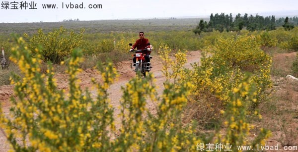 <a href='https://www.lvbad.com/linmuzhongzi/1829.html' target='_blank'>柠条种子</a>