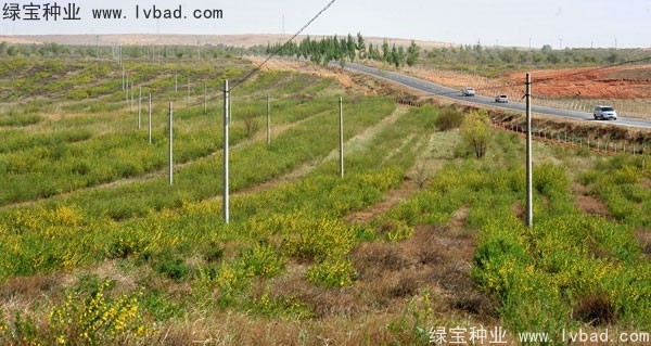 <a href='https://www.lvbad.com/linmuzhongzi/1829.html' target='_blank'>柠条种子</a>