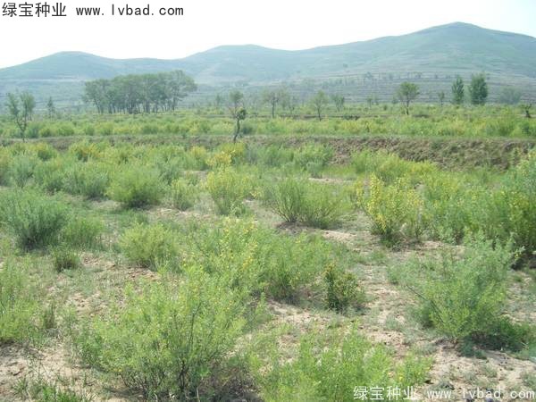 <a href='https://www.lvbad.com/linmuzhongzi/1829.html' target='_blank'>柠条</a><a href='https://www.lvbad.com/' target='_blank'>种子</a>