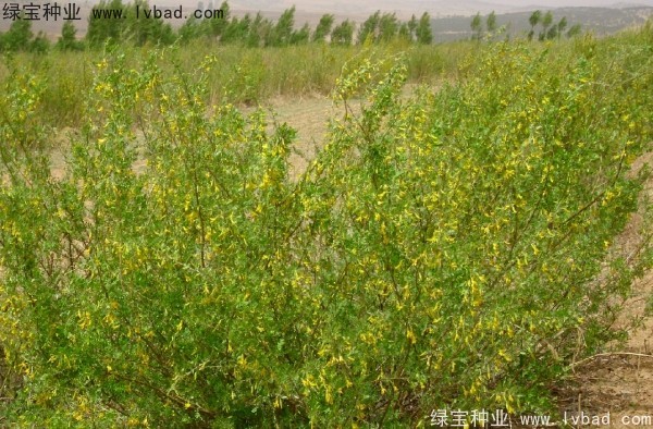 柠条种子