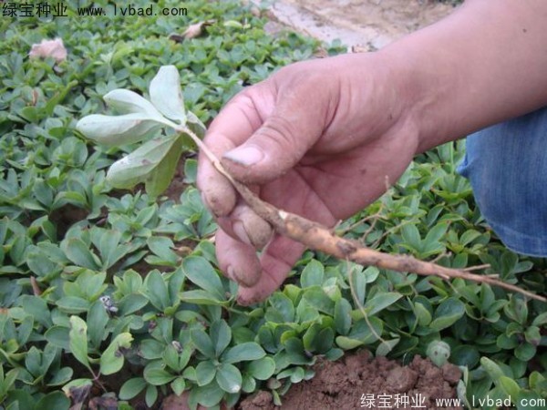 <a href='https://www.lvbad.com/linmuzhongzi/1830.html' target='_blank'>芍药种子</a>