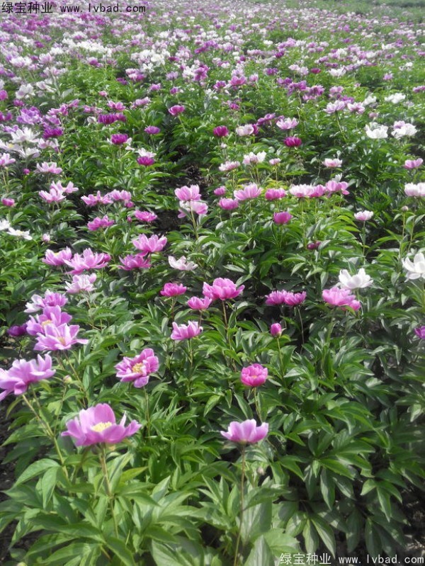 <a href='https://www.lvbad.com/linmuzhongzi/1830.html' target='_blank'>芍药种子</a>