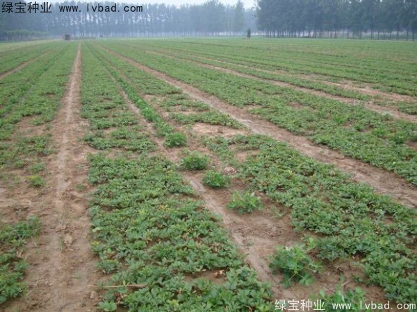 <a href='https://www.lvbad.com/linmuzhongzi/1830.html' target='_blank'>芍药种子</a>