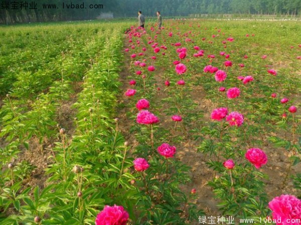 芍药<a href='https://www.lvbad.com/' target='_blank'>种子</a>