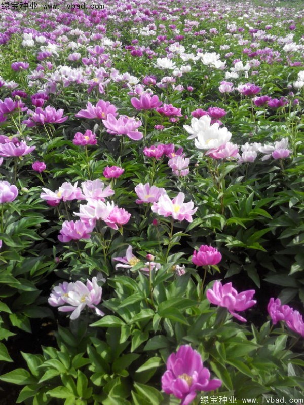 芍药种子