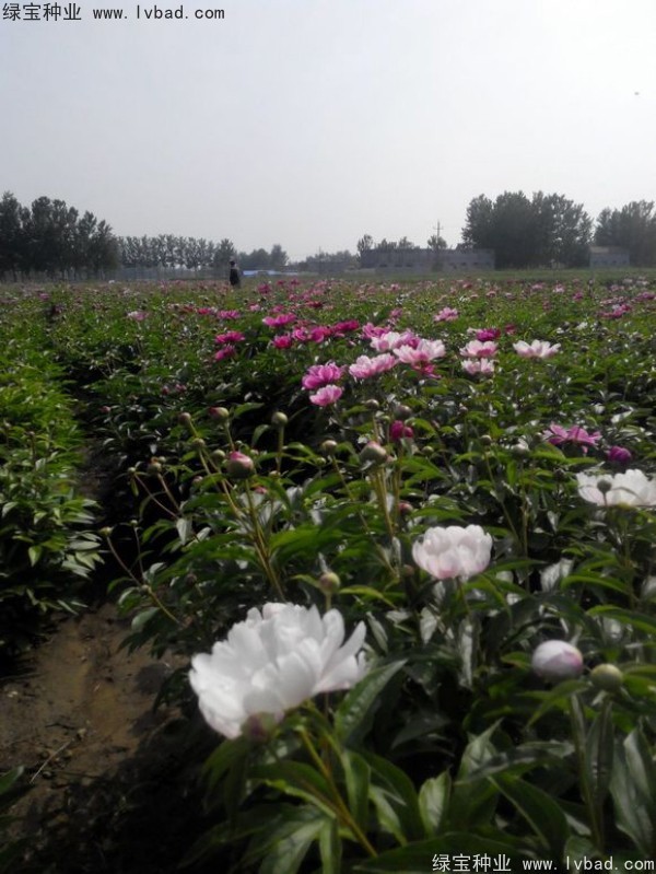 芍药种子