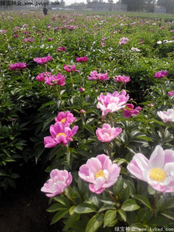 芍药种子