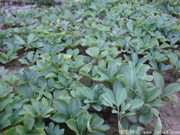 芍药<a href='https://www.lvbad.com/' target='_blank'>种子</a>