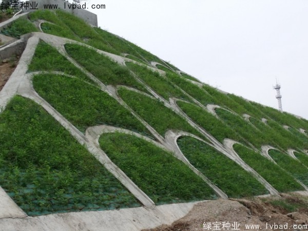 紫穗槐种子