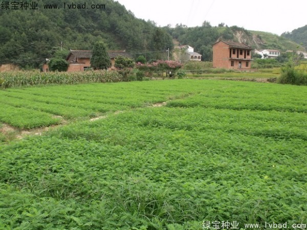 <a href='https://www.lvbad.com/linmuzhongzi/1831.html' target='_blank'>紫穗槐种子</a>