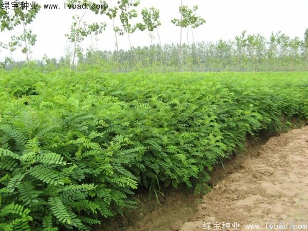 紫穗槐<a href='https://www.lvbad.com/' target='_blank'>种子</a>