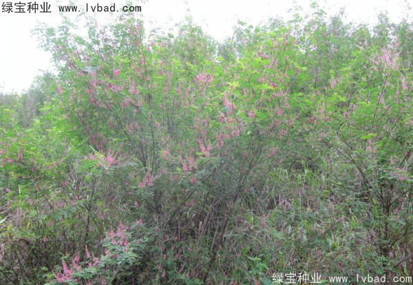 <a href='https://www.lvbad.com/linmuzhongzi/1832.html' target='_blank'>多花木兰种子</a>