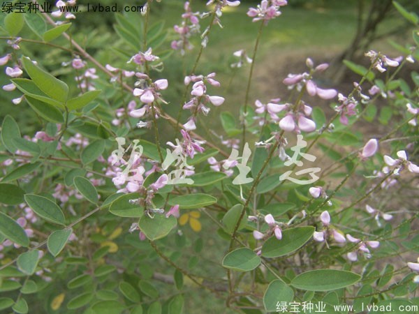 <a href='https://www.lvbad.com/linmuzhongzi/1832.html' target='_blank'>多花木兰种子</a>