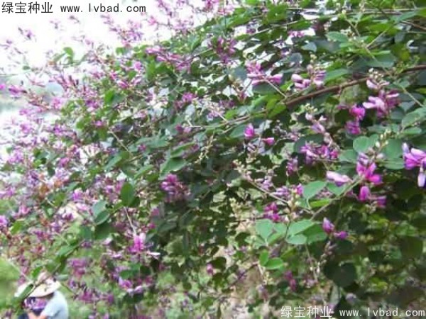 <a href='https://www.lvbad.com/linmuzhongzi/1832.html' target='_blank'>多花木兰</a><a href='https://www.lvbad.com/' target='_blank'>种子</a>
