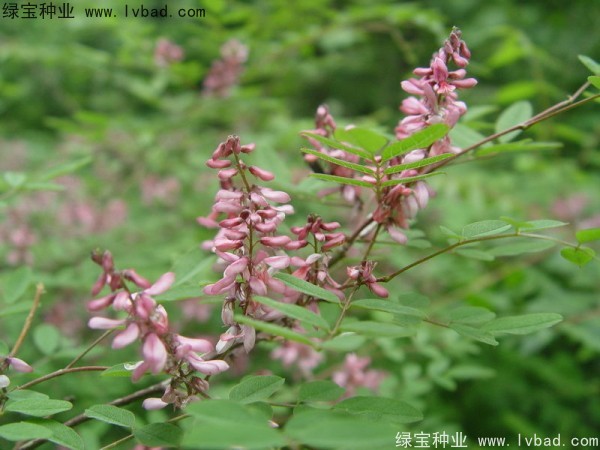 <a href='https://www.lvbad.com/linmuzhongzi/1832.html' target='_blank'>多花木兰种子</a>