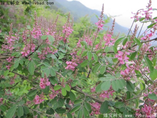 多花木兰<a href='https://www.lvbad.com/' target='_blank'>种子</a>