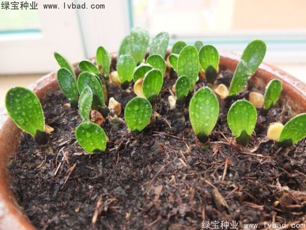<a href='https://www.lvbad.com/linmuzhongzi/1833.html' target='_blank'>君子兰种子</a>