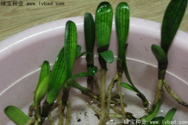 <a href='https://www.lvbad.com/linmuzhongzi/1833.html' target='_blank'>君子兰种子</a>