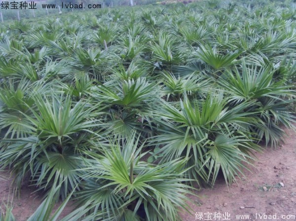 蒲葵<a href='https://www.lvbad.com/' target='_blank'>种子</a>