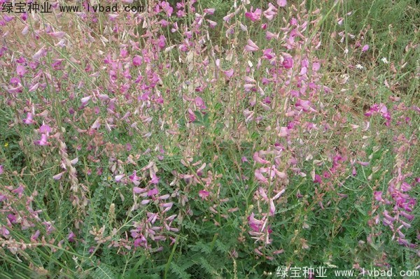 <a href='https://www.lvbad.com/linmuzhongzi/1835.html' target='_blank'>红豆种子</a>