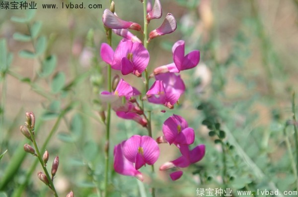 红豆种子