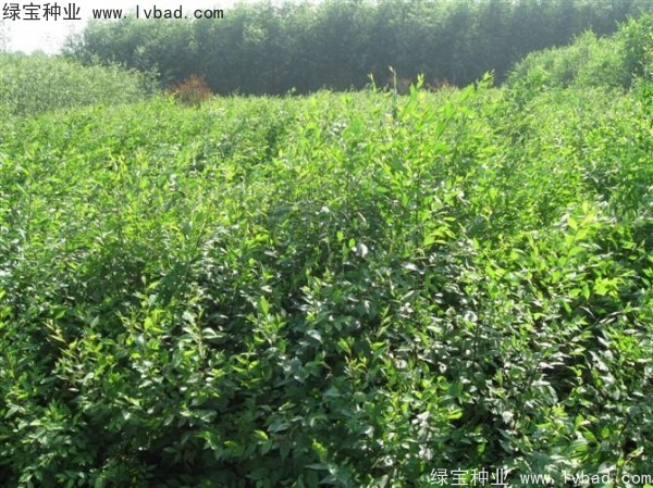 <a href='https://www.lvbad.com/linmuzhongzi/1836.html' target='_blank'>白榆</a><a href='https://www.lvbad.com/' target='_blank'>种子</a>
