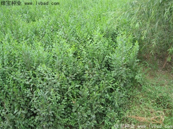 <a href='https://www.lvbad.com/linmuzhongzi/1836.html' target='_blank'>白榆种子</a>