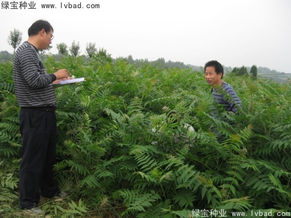 臭椿种子