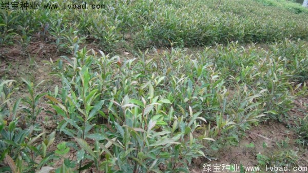 <a href='https://www.lvbad.com/linmuzhongzi/1838.html' target='_blank'>杜英种子</a>
