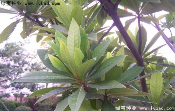 杜英种子