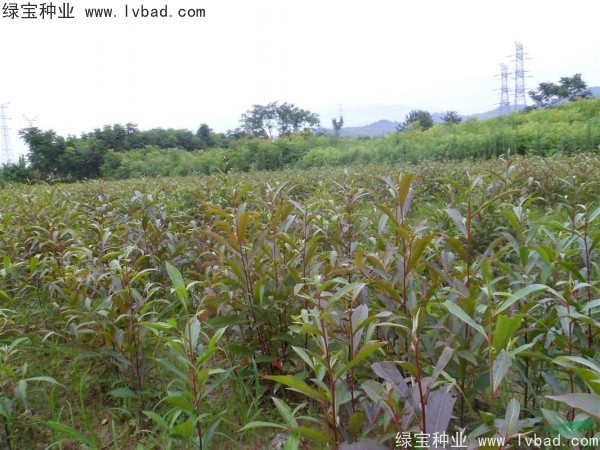 杜英<a href='https://www.lvbad.com/' target='_blank'>种子</a>