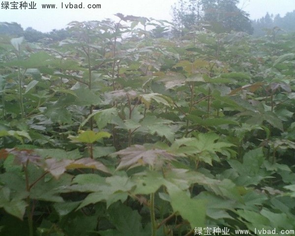 枫香<a href='https://www.lvbad.com/' target='_blank'>种子</a>