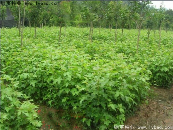 <a href='https://www.lvbad.com/linmuzhongzi/1839.html' target='_blank'>枫香</a><a href='https://www.lvbad.com/' target='_blank'>种子</a>