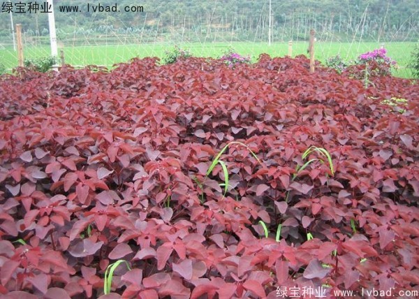 红栌<a href='https://www.lvbad.com/' target='_blank'>种子</a>