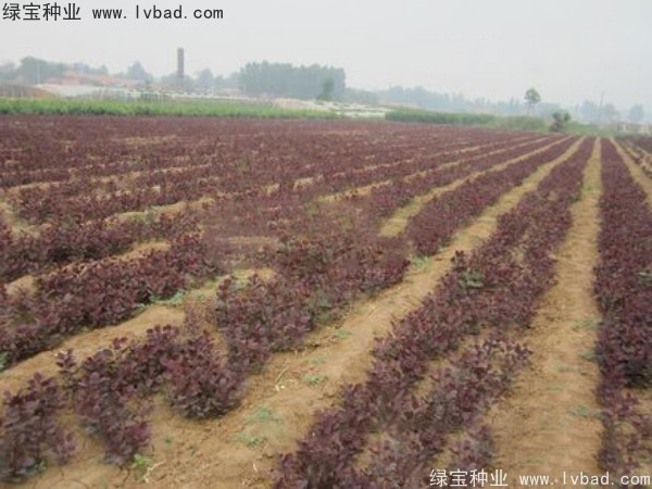 <a href='https://www.lvbad.com/linmuzhongzi/1842.html' target='_blank'>红栌</a><a href='https://www.lvbad.com/' target='_blank'>种子</a>