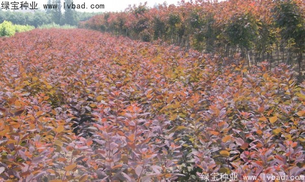 红栌<a href='https://www.lvbad.com/' target='_blank'>种子</a>