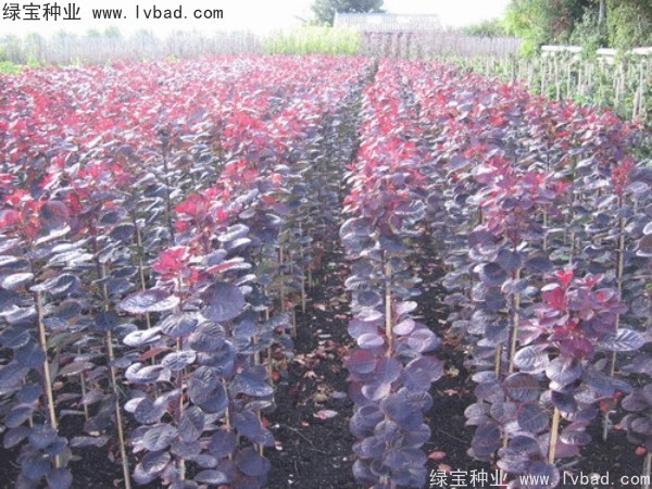 <a href='https://www.lvbad.com/linmuzhongzi/1842.html' target='_blank'>红栌种子</a>