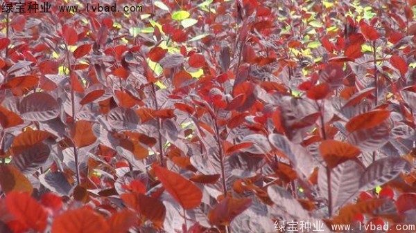 红栌种子