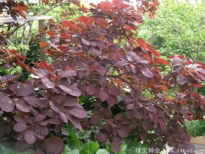 红栌种子