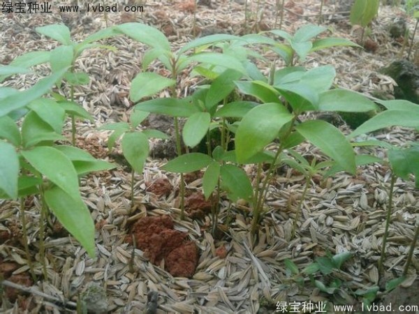 金丝<a href='https://www.lvbad.com/linmuzhongzi/2266.html' target='_blank'>楠木种子</a>
