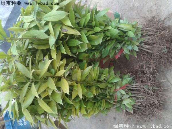 金丝<a href='https://www.lvbad.com/linmuzhongzi/2266.html' target='_blank'>楠木种子</a>
