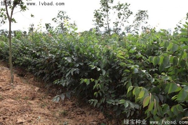 <a href='https://www.lvbad.com/linmuzhongzi/1844.html' target='_blank'>榉树</a><a href='https://www.lvbad.com/' target='_blank'>种子</a> <a href='https://www.lvbad.com/linmuzhongzi/1844.html' target='_blank'>榉树</a><a href='https://www.lvbad.com/' target='_blank'>种子</a>