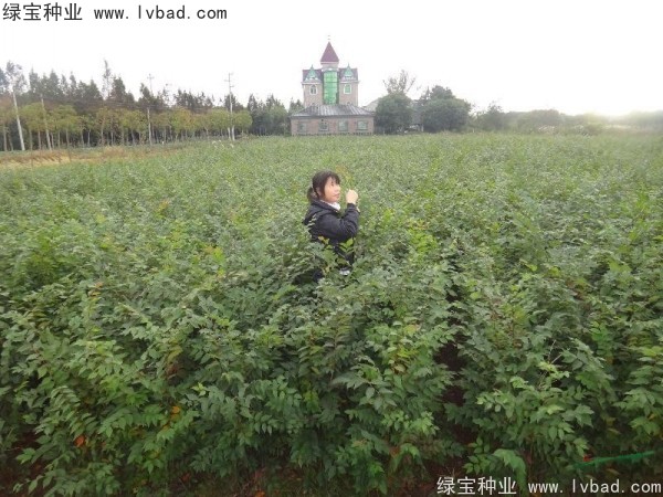 榉树种子 榉树种子