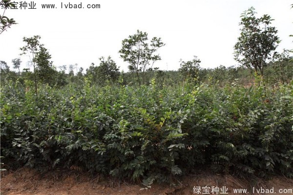 榉树<a href='https://www.lvbad.com/' target='_blank'>种子</a> 榉树<a href='https://www.lvbad.com/' target='_blank'>种子</a>