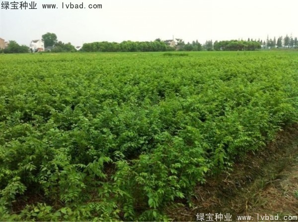 <a href='https://www.lvbad.com/linmuzhongzi/1844.html' target='_blank'>榉树种子</a> <a href='https://www.lvbad.com/linmuzhongzi/1844.html' target='_blank'>榉树种子</a>