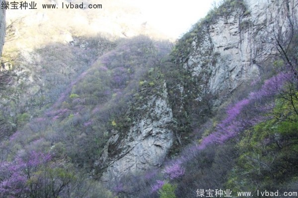 <a href='https://www.lvbad.com/linmuzhongzi/1845.html' target='_blank'>巨紫荆</a><a href='https://www.lvbad.com/' target='_blank'>种子</a> 巨<a href='https://www.lvbad.com/linmuzhongzi/1760.html' target='_blank'>紫荆</a><a href='https://www.lvbad.com/' target='_blank'>种子</a>